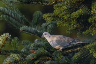 Slowly the Eurasian collared dove (Streptopelia decaocto) leaves its safe resting place on the