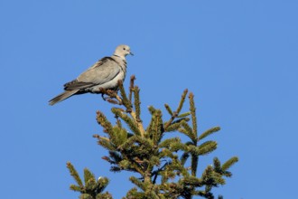For a brief moment, the Eurasian collared dove (Streptopelia decaocto) sits on the top of a spruce
