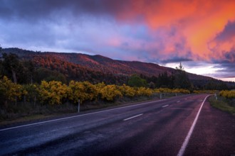 Roadshot, road and landscape at sunset, Tongariro National Park area. North Island, New Zealand