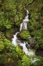 Ketetahi Falls waterfall in the forest, with rocks and ferns. Tongariro National Park, North