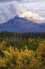 Mount Ngauruhoe in the evening at sunset. Blooming broom in the foreground. Tongariro National