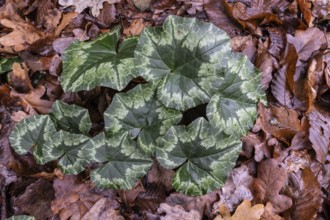 Cyclamen hederifolium (Cyclamen hederifolium), Emsland, Lower Saxony, Germany