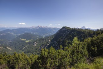 StÃ¶rhausweg in summer with mountain pine in the foreground, hiking trail to the Berchtesgaden High
