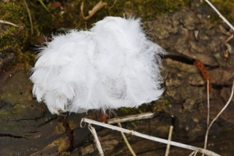 Mute swan (Cygnus olor), tuft of down feathers, Peene Valley nature park Park, Mecklenburg-Western