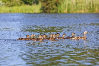 Mallard (Anas platyrhynchos), adult bird leading offspring through the water, Peene Valley nature