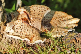 Scaly stem porling (Cerioporus squamosus) on dead wood, Peene Valley nature park Park,