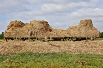 Hay wagon in a meadow, agriculture, Peenetal nature park Park, litter for cattle,