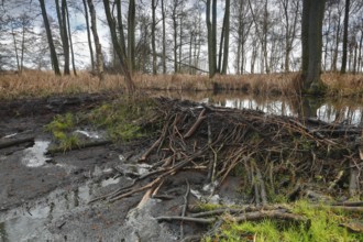 Beaver (Castor fibre), stream dammed by beaver, dam, Peene Valley nature park Park,