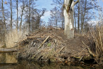 Beaver (Castor fibre), castle of a beaver on the banks of the Peene, dwelling of a beaver, Peene