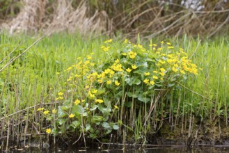 Marsh marigold (Caltha palustris), flowers in a wetland habitat, Peene Valley nature park Park,