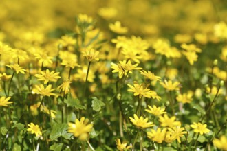 Lesser celandine (Ficaria verna, synonym: Ranunculus ficaria L.), flowers in a damp location, Peene