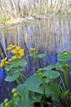 Marsh marigold (Caltha palustris), flowers in a wetland habitat, Peene Valley nature park Park,