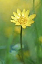 Lesser celandine (Ficaria verna, synonym: Ranunculus ficaria L.), flowers in a damp location, Peene