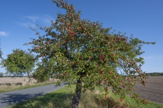 Apple tree (Malus) with ripe fruit on a village street, Othenstorf, Mecklenburg-Vorpommern, Germany