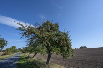 Apple tree avenue (Malus) with ripe fruit on a country road, Othenstorf, Mecklenburg-Vorpommern,