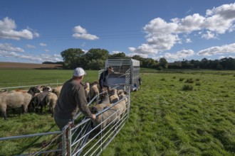 Shepherds prepare to load sheep standing in the Ferch into the animal transporter, Rehna,