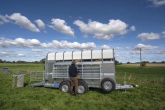 After loading the sheep, shepherd dismantles the ferch in the pasture, Rehna, Mecklenburg.