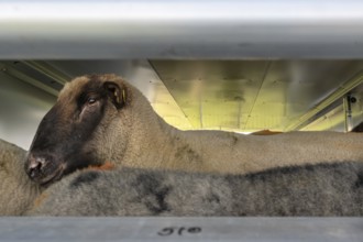 Black pop sheep in an animal transporter, Rehna, Mecklenburg-Western Pomerania, Germany