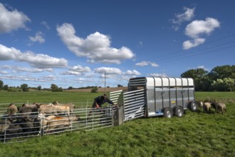 Shepherd prepares to load sheep standing in the Ferch into the animal transporter, Rehna,