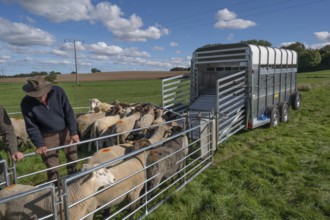 Young shepherd prepares to load sheep standing in the Ferch into the animal transporter, Rehna,
