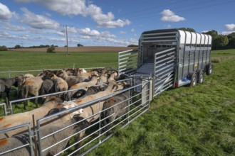 Sheep in Ferch in front of loading onto the animal transporter, Rehna, Mecklenburg-Western