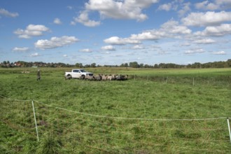 Sheep in a raised ferch in the pasture, Rehna, Mecklenburg-Western Pomerania, Germany