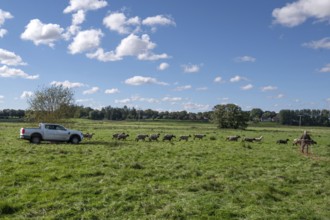 With his pick up, shepherd herds his sheep in the pasture in Ferch, Rehna, Mecklenburg-Western