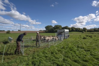 Shepherds prepare to load sheep on pasture, Rehna, Mecklenburg-Western Pomerania, Germany