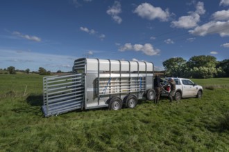 Shepherds prepare sheep loading on pasture with a double-decker animal transporter, Rehna,