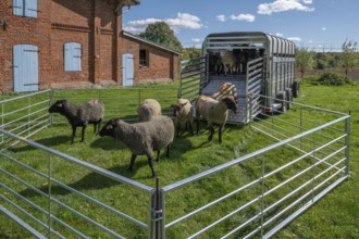 Blackhead sheep in a ferch on the estate in front of transport, Othenstorf, Mecklenburg-Western