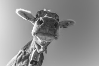 Curious AllgÃ¤u Brown Swiss, (Bos primigenius taurus), AllgÃ¤u, Bavaria, Germany