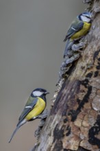 Slowly and respectfully, the much larger great tit (Parus major) approaches the smaller blue tit