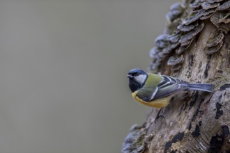 Great tit (Parus major) foraging on a beech branch, tree fungi, Germany