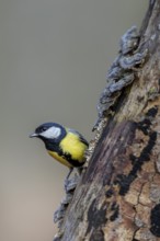 The yellow breast with the black centre stripe can be clearly seen on the great tit (Parus major),