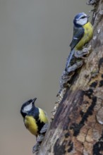 Respectfully observing the much larger great tit (Parus major), the very combative blue tit