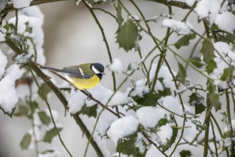 Great Tit (Parus major) in a snow-covered holly tree, winter, Germany