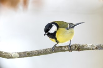 Great tit (Parus major) in winter on the branch of a copper beech, snow, Germany