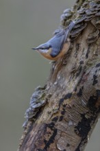 The nuthatch (Sitta europaea) searches upside down for food among tree fungi, tree fungi,
