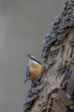 A woodpecker gives the nuthatch (Sitta europaea) pause, tree fungi, attentive, Germany