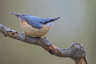 The typical posture of the nuthatch (Sitta europaea) when danger threatens, raising its head