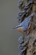 If the nuthatch (Sitta europaea) even senses danger, it remains motionless and carefully observes