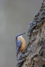 The nuthatch (Sitta europaea) finds plenty of food among the tree fungi, tree fungi, attentive,