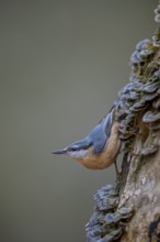 The nuthatch (Sitta europaea) searches upside down for food between butterfly stalks, tree fungi,