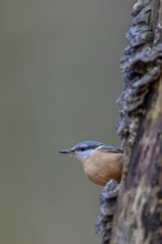 Cautious nuthatch (Sitta europaea) looks out from behind a tree, Tree fungi, attentive, Germany,