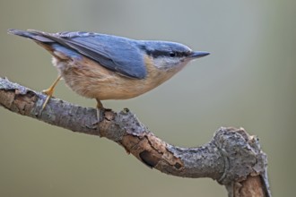 If something attracts the attention of the nuthatch (Sitta europaea), it remains motionless and