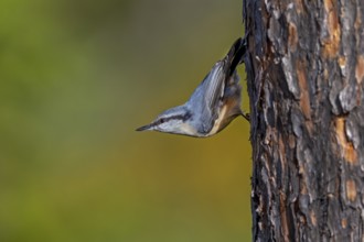 Scandinavian subspecies of nuthatch (Sitta europaea) with the typical white breast plumage, Sweden
