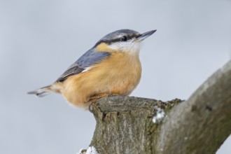 Nuthatch (Sitta europaea) resting on a copper beech, Germany