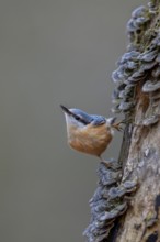 A woodpecker has landed on the tree opposite and is now being watched suspiciously by the nuthatch
