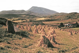 Traditional faming landscape with stooks haystacks, near Portnablagh, County Donegal, Ireland 1960s