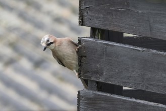 A jay (Garrulus glandarius) peers curiously from behind a wooden stick and observes the